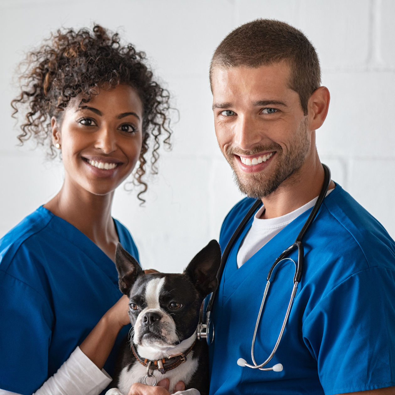 Nossos veterinários